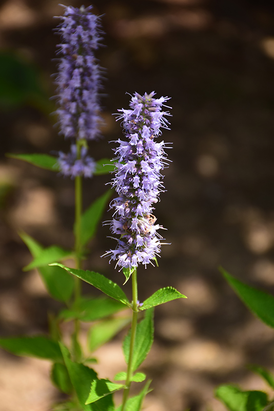 Blue Fortune Anise Hyssop Agastache Blue Fortune In Columbia