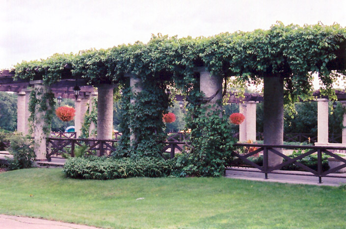 Virginia Creeper (Parthenocissus quinquefolia) at Superior Garden Center