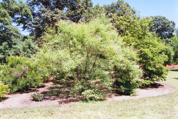 Chaste Tree (Vitex negundo) at Superior Garden Center