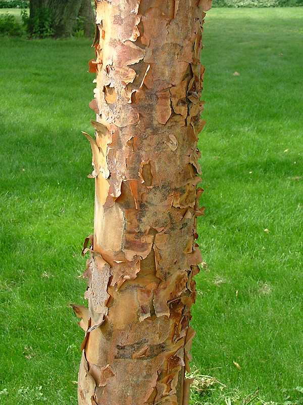 Gingerbread Paperbark Maple (Acer 'Gingerbread (clump)') at Superior Garden Center