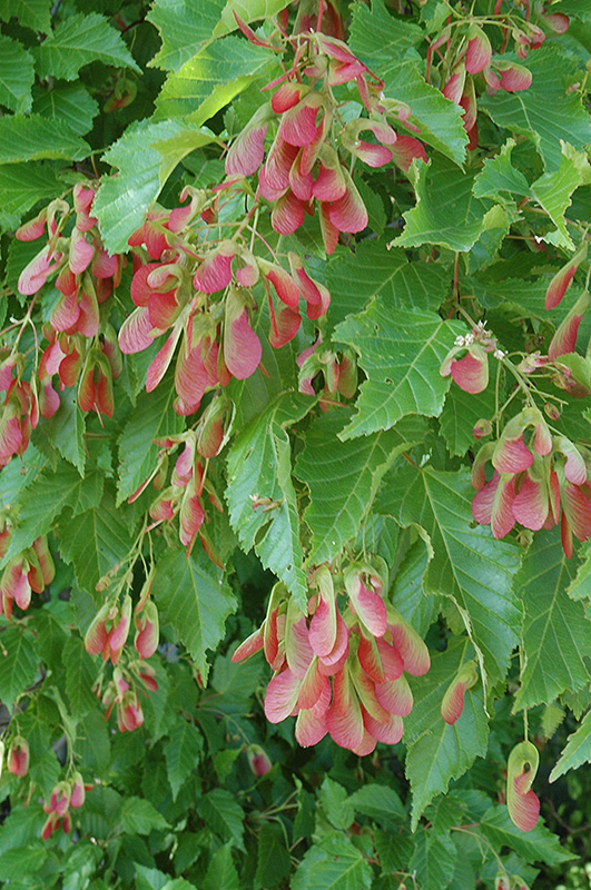 Amur Maple (multi-stem) (Acer ginnala '(multi-stem)') at Superior Garden Center