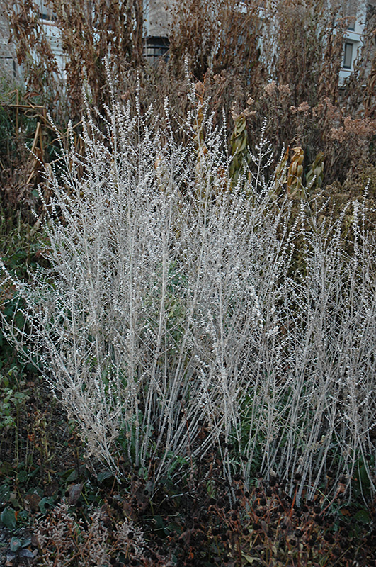 Russian Sage (Perovskia atriplicifolia) at Superior Garden Center