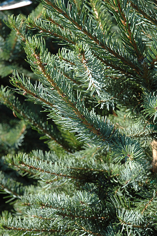 Bruns Spruce (Picea omorika 'Bruns') at Superior Garden Center