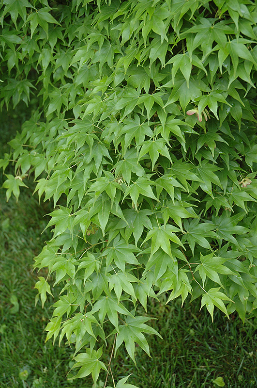 Hogyoku Japanese Maple (Acer palmatum 'Hogyoku') at Superior Garden Center
