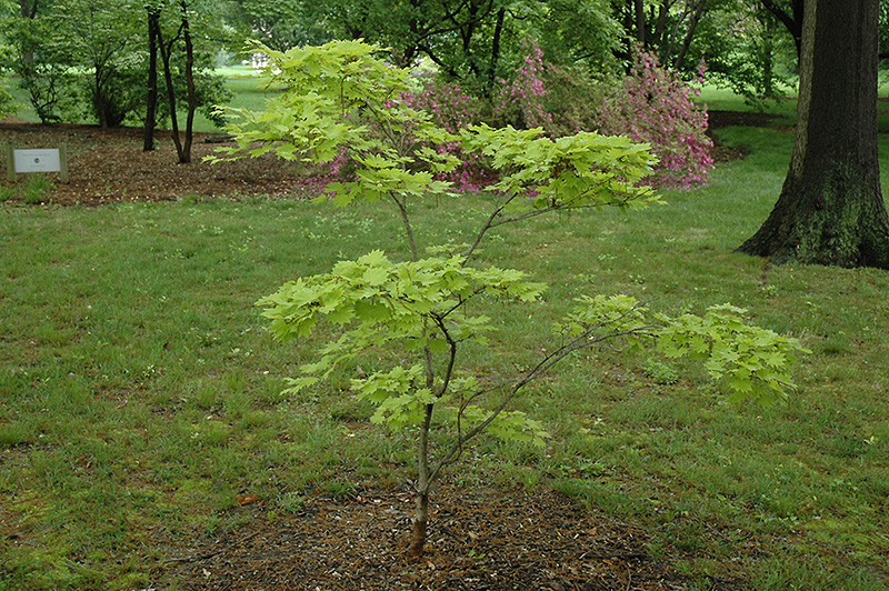 Itaya Full Moon Maple (Acer japonicum 'Itaya') at Superior Garden Center