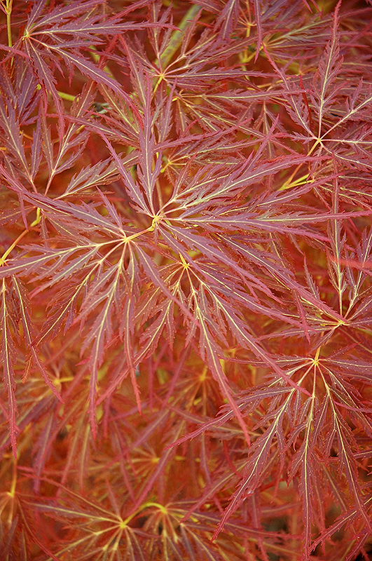 Ornatum Japanese Maple (Acer palmatum 'Ornatum') at Superior Garden Center