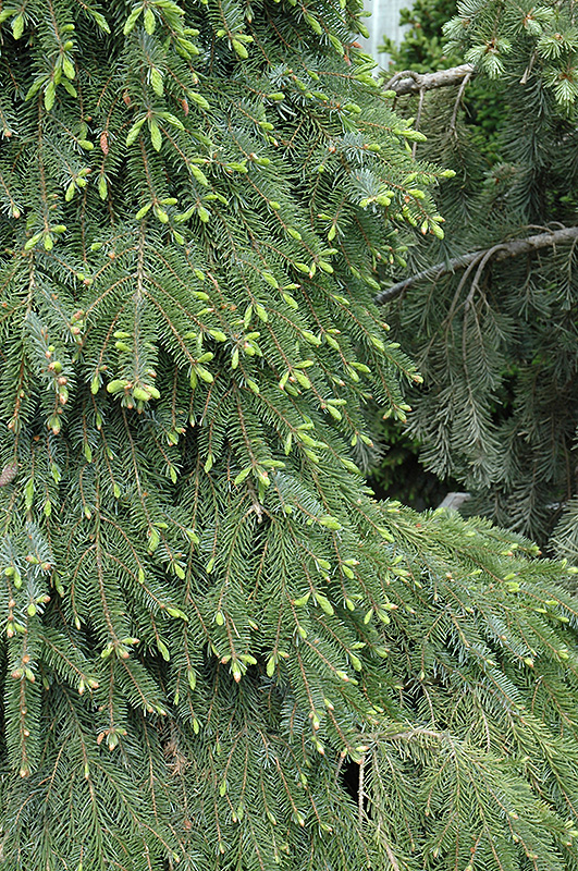 Bruns Weeping Spruce (Picea omorika 'Pendula Bruns') at Superior Garden Center