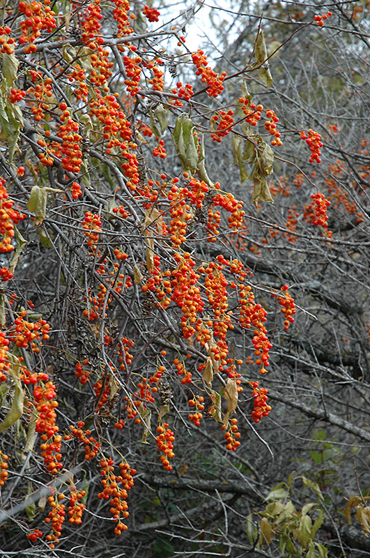 american-bittersweet-celastrus-scandens-in-columbia-jefferson-city