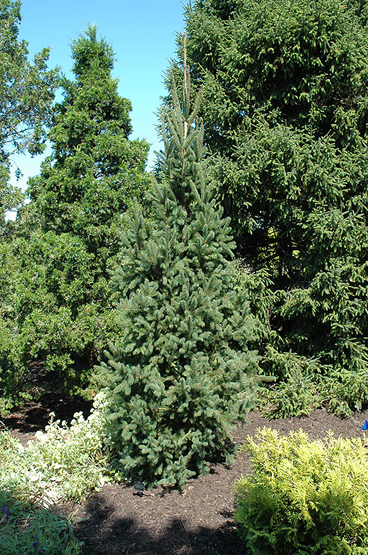 Columnar Norway Spruce (Picea abies 'Cupressina') at Superior Garden Center