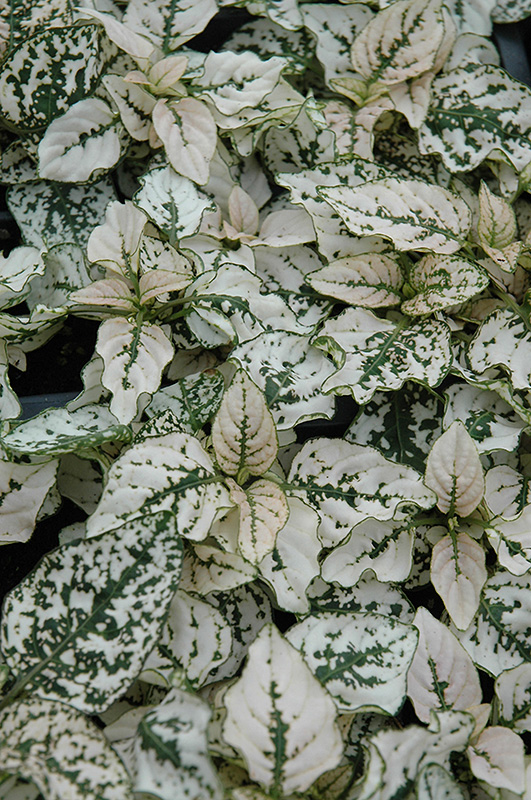 Splash Select White Polka Dot Plant (Hypoestes phyllostachya 'PAS2343') at Superior Garden Center