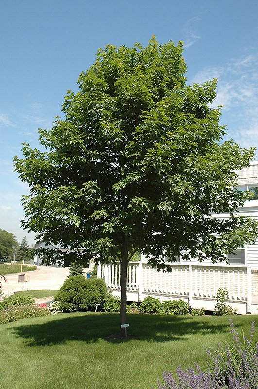Fall Fiesta Sugar Maple (Acer saccharum 'Bailsta') at Superior Garden Center