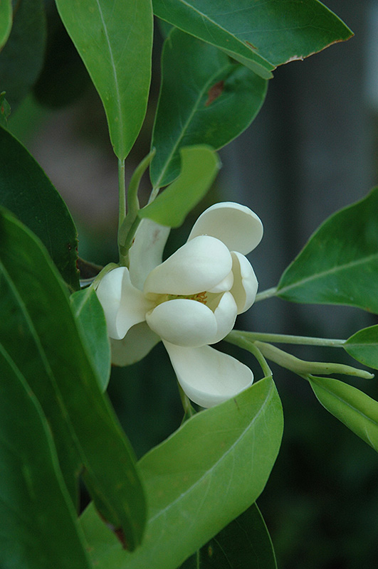 Sweetbay Magnolia (Magnolia virginiana) at Superior Garden Center