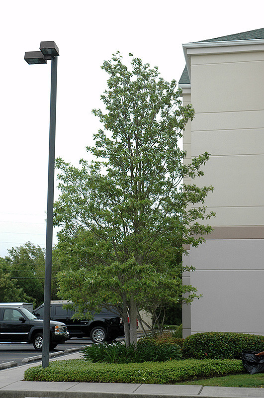 Sweetbay Magnolia (Magnolia virginiana) at Superior Garden Center