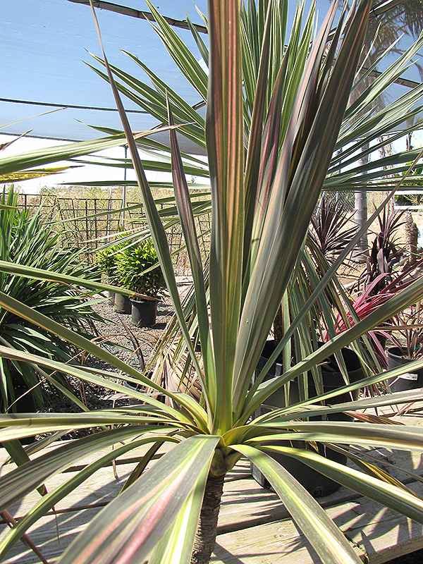 Kiwi Cabbage Palm (Cordyline australis 'Kiwi') at Superior Garden Center