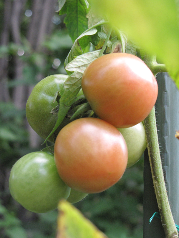 Better Boy Tomato (Solanum lycopersicum 'Better Boy') at Superior Garden Center