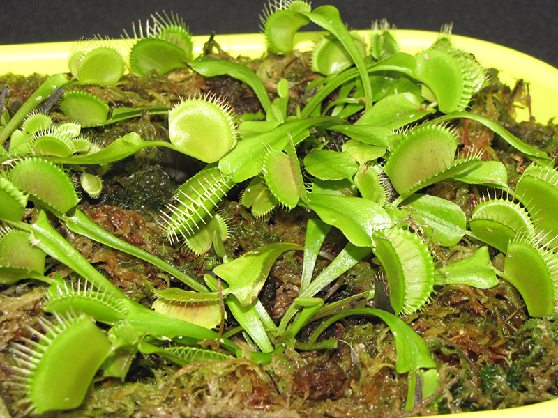 Venus Flytrap (Dionaea muscipula) at Superior Garden Center