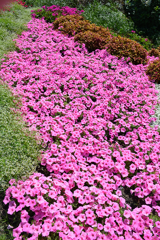 Supertunia Vista Bubblegum Petunia (Petunia 'Supertunia Vista Bubblegum') at Superior Garden Center