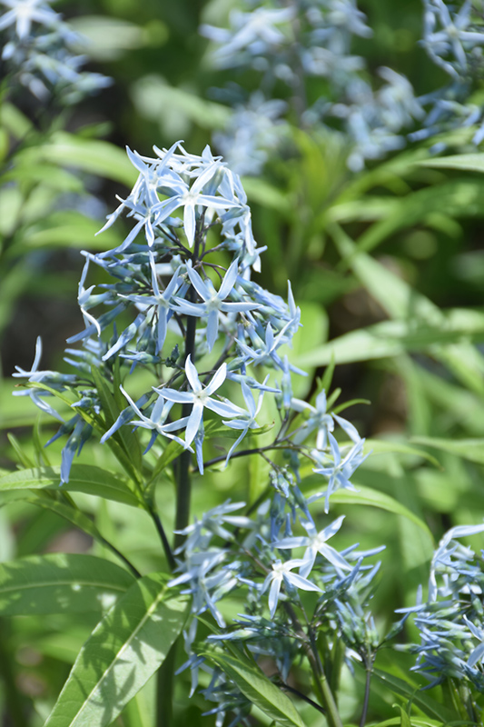 Narrow-Leaf Blue Star (Amsonia hubrichtii) at Superior Garden Center