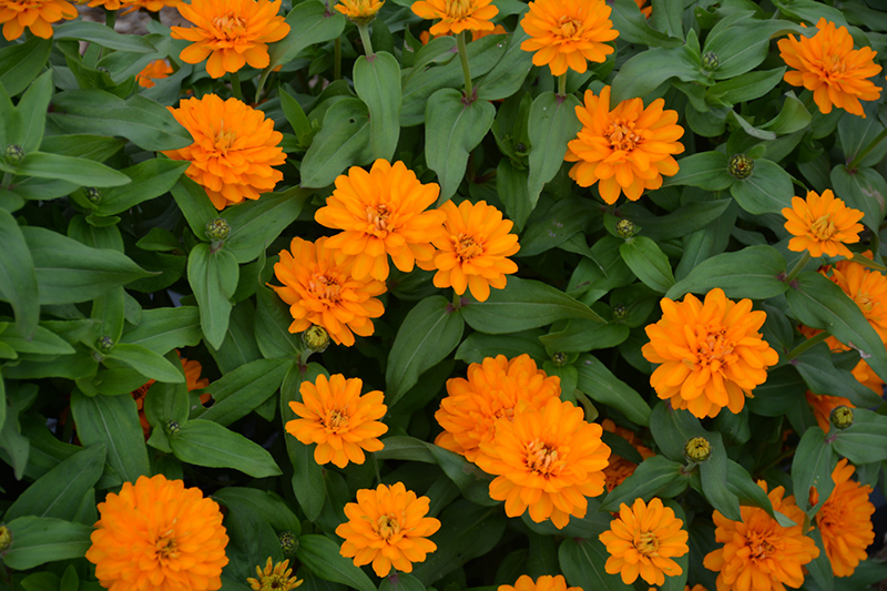 Zahara Double Bright Orange Zinnia (Zinnia 'Zahara Double Bright Orange') at Superior Garden Center