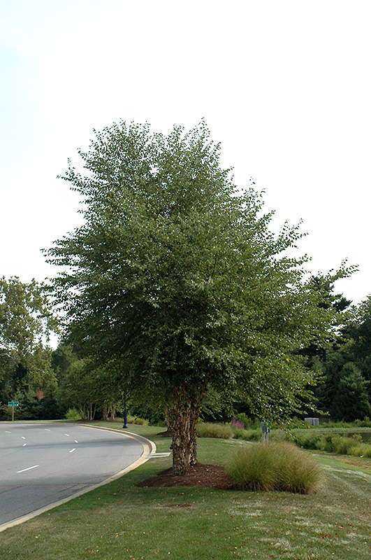 Dura Heat River Birch (clump) (Betula nigra 'Dura Heat (clump)') at Superior Garden Center