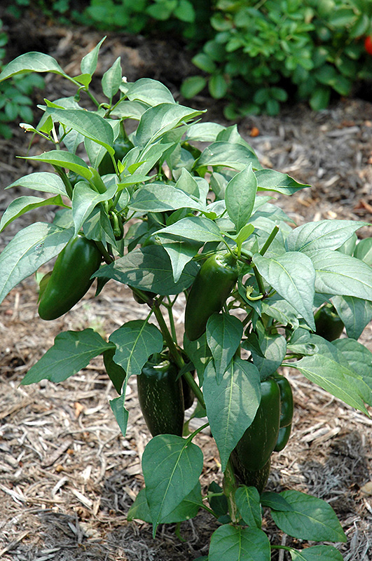 Jalapeno Pepper (Capsicum annuum 'Jalapeno') at Superior Garden Center