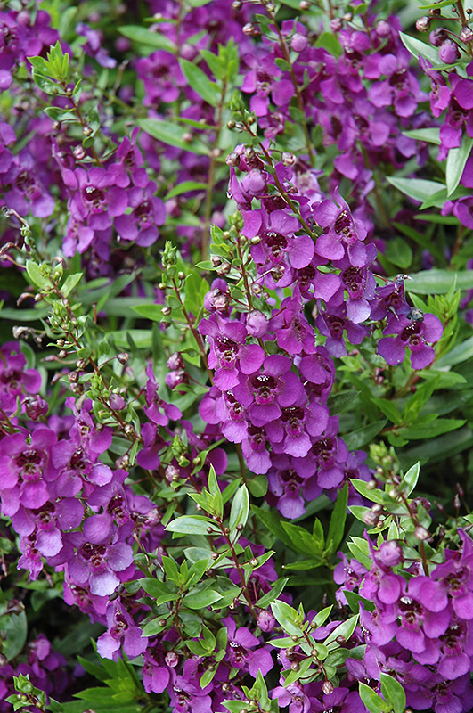 Archangel Dark Purple Angelonia (Angelonia angustifolia 'Archangel Dark Purple') at Superior Garden Center