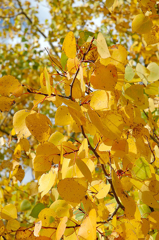 Prairie Gold Trembling Aspen (Populus tremuloides 'NE Arb') at Superior Garden Center