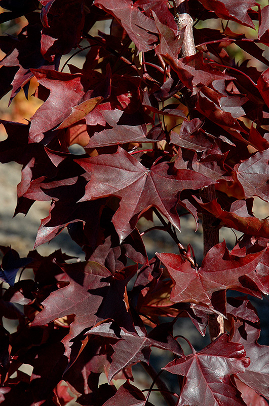 Crimson Sunset Maple (Acer 'JFS-KW202') at Superior Garden Center