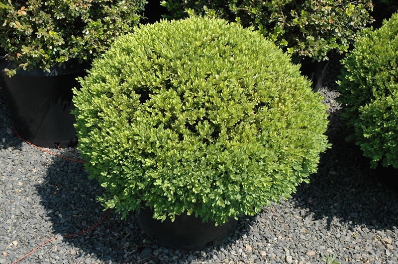 Green Velvet Boxwood (globe form) (Buxus 'Green Velvet (globe)') at Superior Garden Center