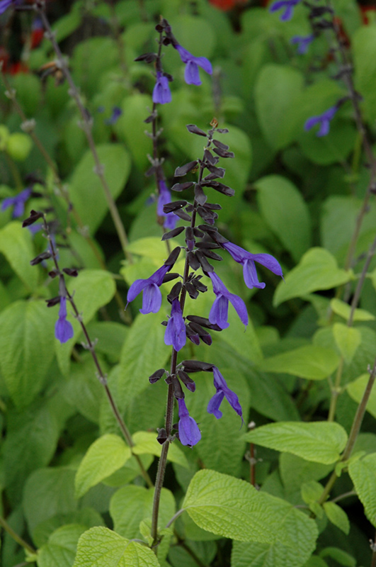 Black And Bloom Sage (Salvia guaranitica 'Black And Bloom') at Superior Garden Center