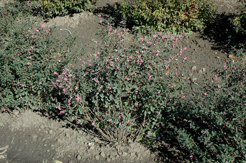 Candy Coralberry (Symphoricarpos x doorenbosii 'Kolmcan') at Superior Garden Center
