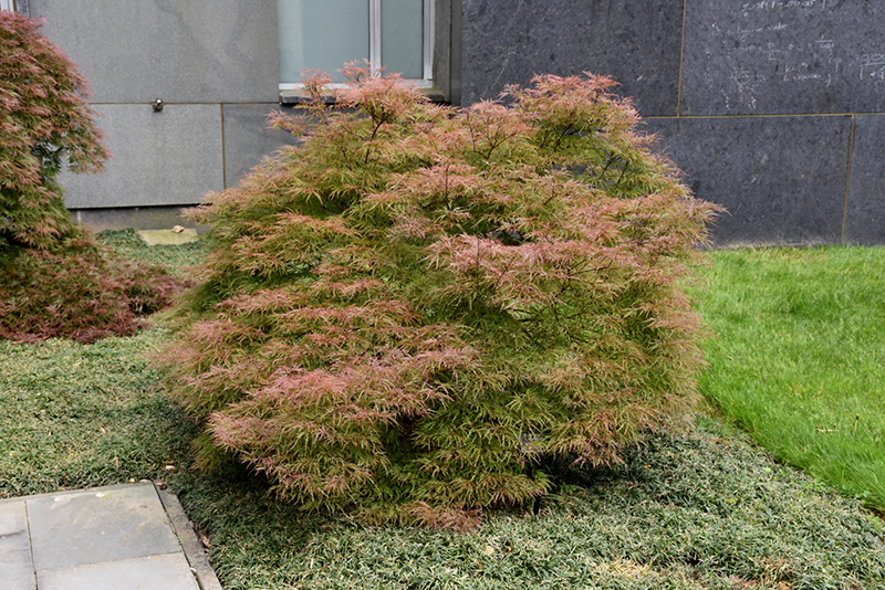 Baldsmith Japanese Maple (Acer palmatum 'Baldsmith') at Superior Garden Center