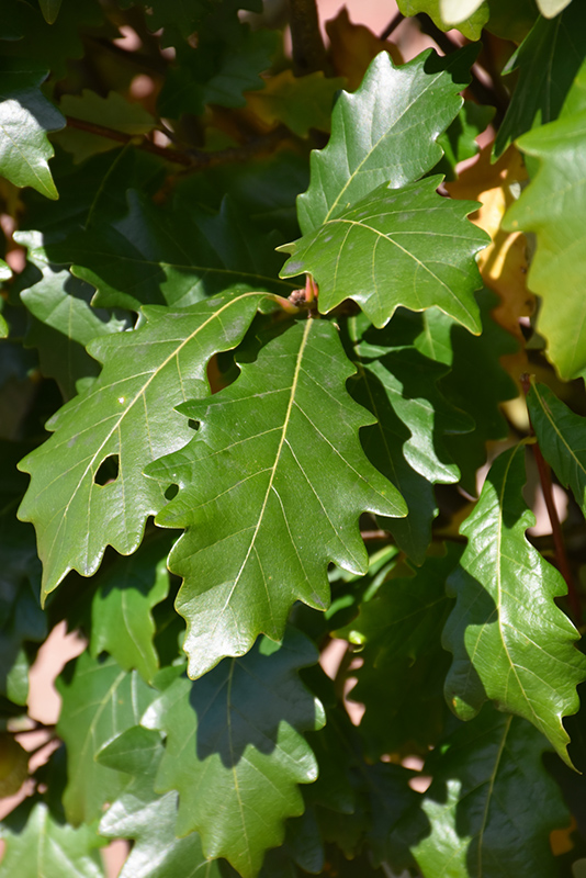 Kindred Spirit Oak (Quercus x warei 'Nadler') at Superior Garden Center