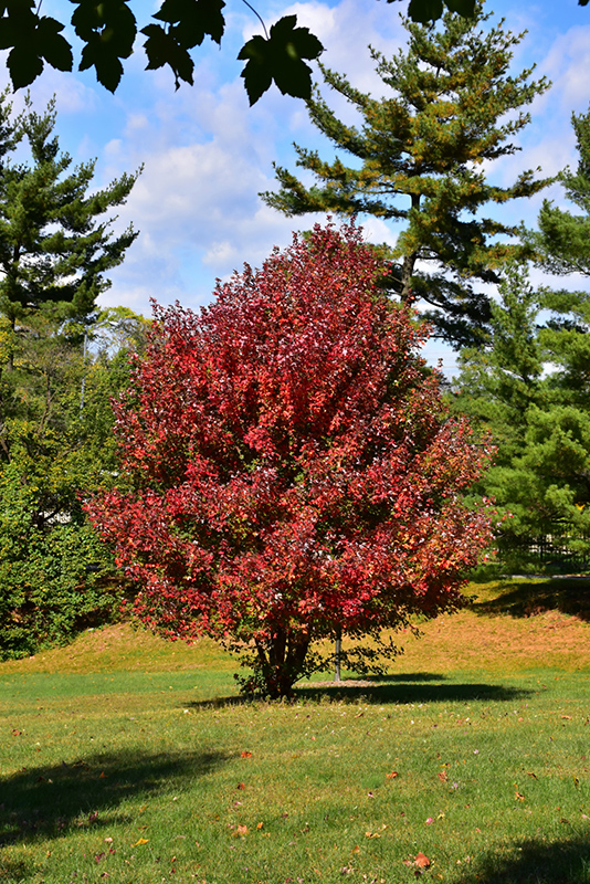 Redpointe Red Maple (Acer rubrum 'Frank Jr.') at Superior Garden Center