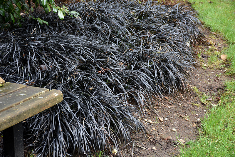 Black Mondo Grass (Ophiopogon planiscapus 'Nigrescens') at Superior Garden Center
