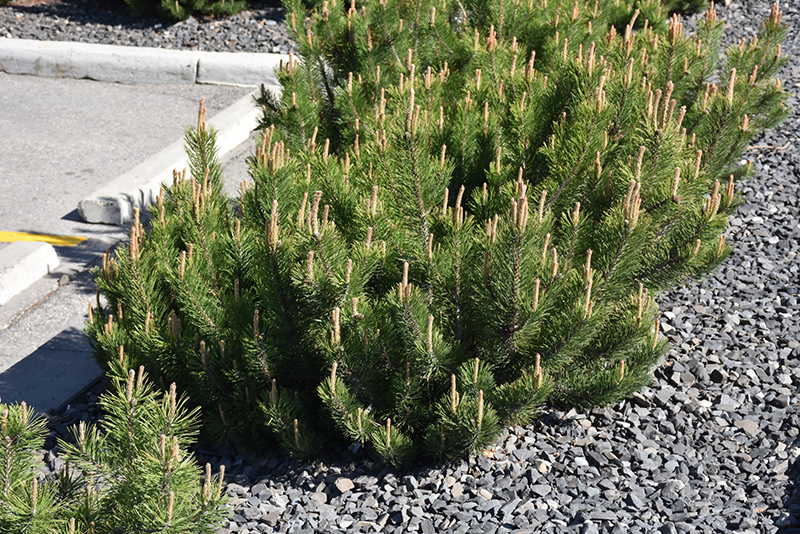Dwarf Mugo Pine (Pinus mugo var. pumilio) at Superior Garden Center