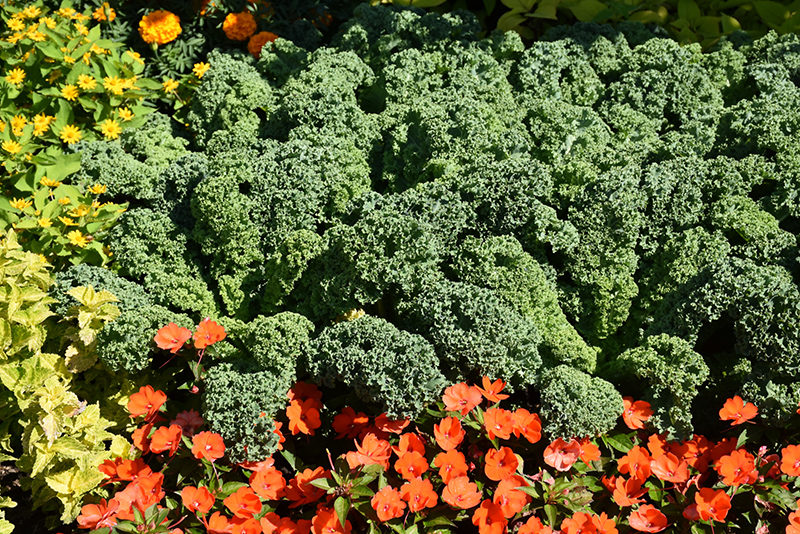 Prizm Kale (Brassica oleracea var. sabellica 'Prizm') at Superior Garden Center