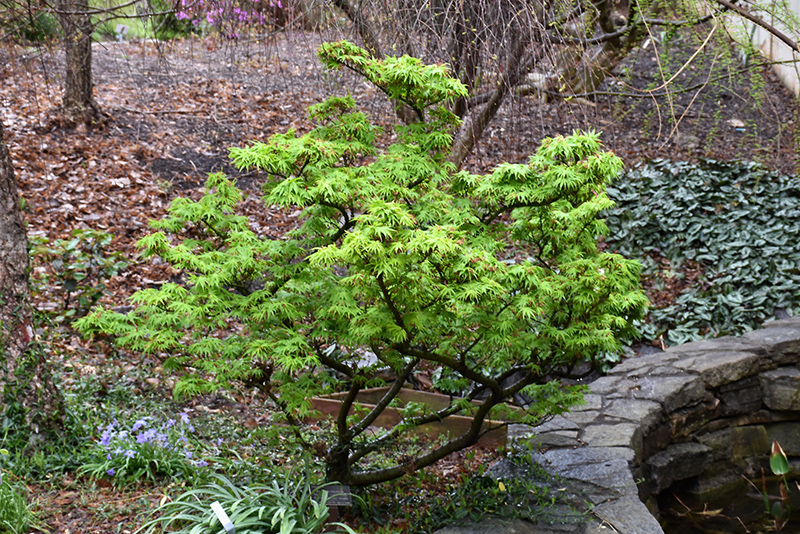 Mikawa Yatsubusa Japanese Maple (Acer palmatum 'Mikawa Yatsubusa') at Superior Garden Center