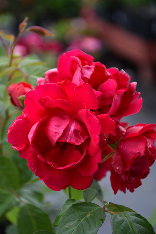 Blaze Rose (Rosa 'Blaze') at Superior Garden Center