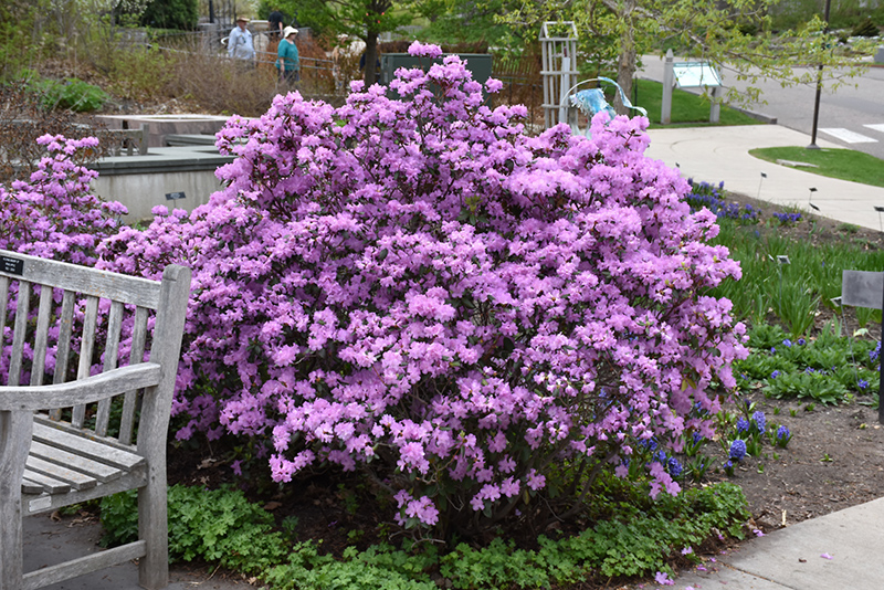 P.J.M. Rhododendron (Rhododendron 'P.J.M.') at Superior Garden Center