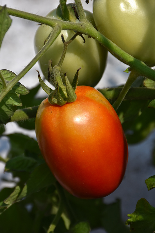 Roma Tomato (Solanum lycopersicum 'Roma') at Superior Garden Center