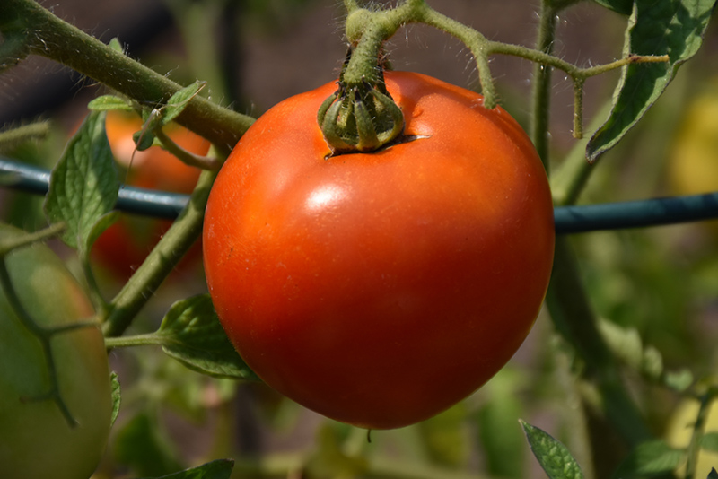 Better Boy Tomato (Solanum lycopersicum 'Better Boy') at Superior Garden Center