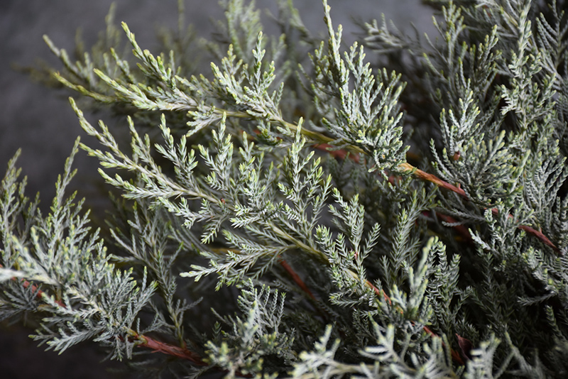 Grey Guardian Redcedar (Juniperus virginiana 'Greguard') at Superior Garden Center