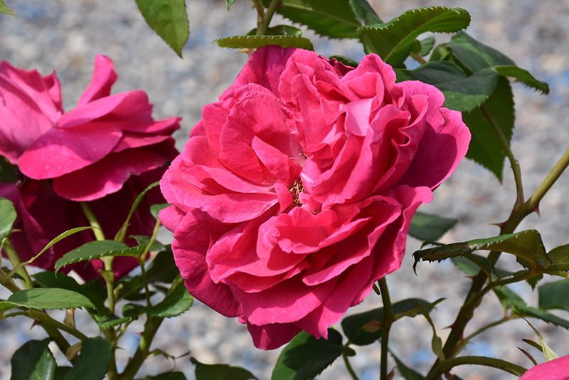 Grande Dame Rose (Rosa 'WEKmerewby') at Superior Garden Center