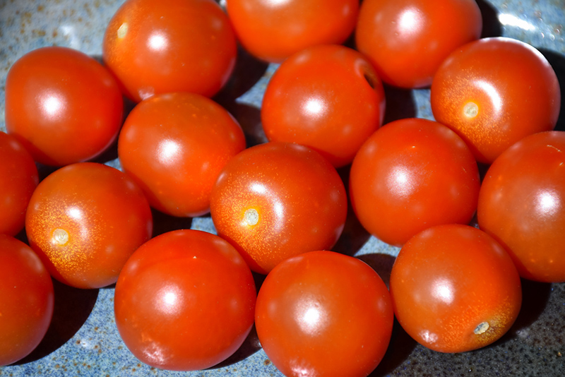 Sweet 100 Tomato (Solanum lycopersicum 'Sweet 100') at Superior Garden Center