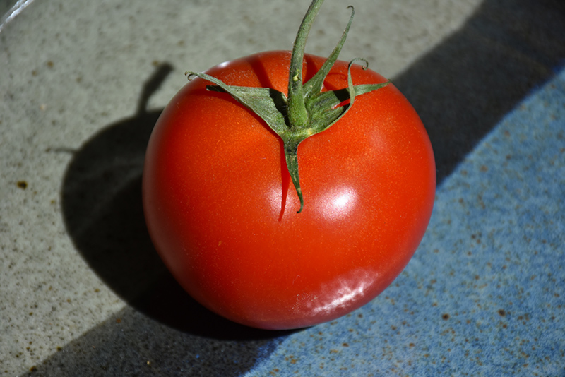 Early Girl Tomato (Solanum lycopersicum 'Early Girl') at Superior Garden Center