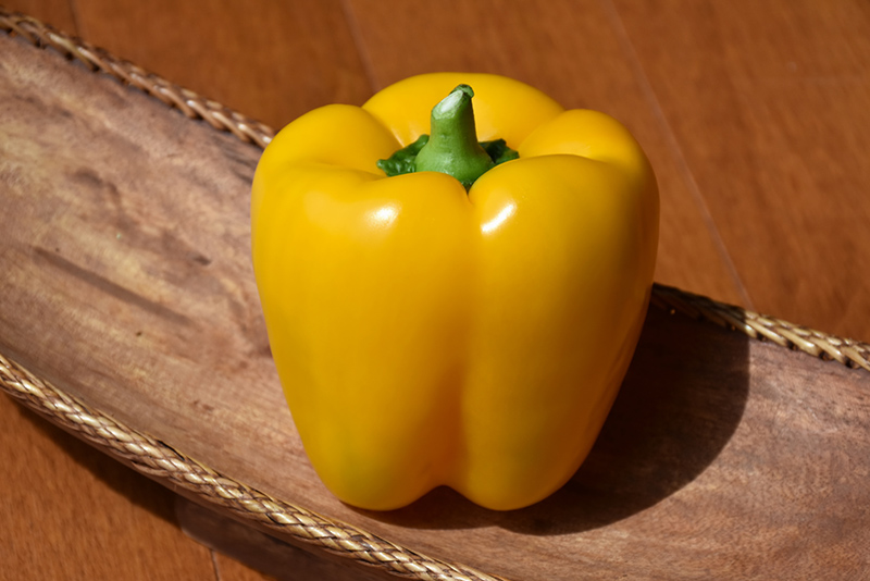 Early Sunsation Pepper (Capsicum annuum 'Early Sunsation') at Superior Garden Center