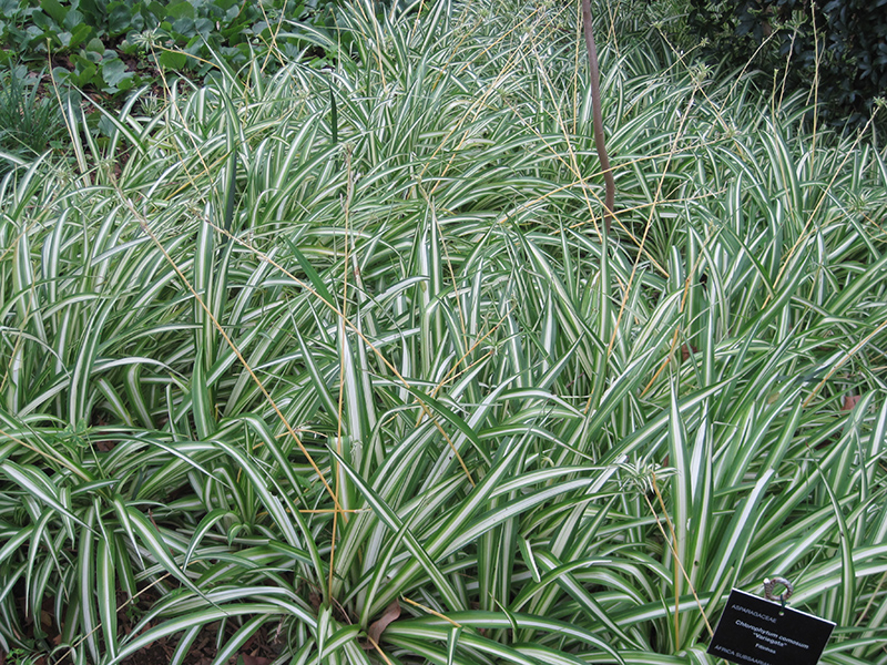 Variegated Spider Plant (Chlorophytum comosum 'Variegatum') at Superior Garden Center