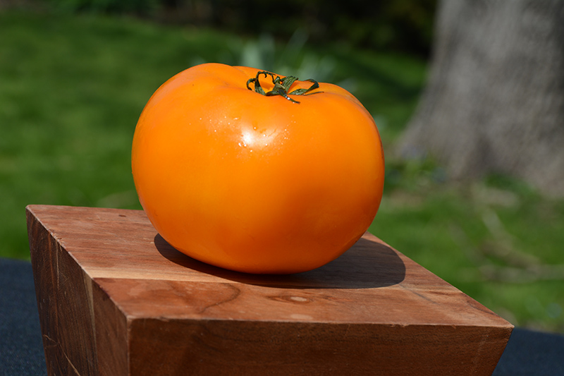Jubilee Tomato (Solanum lycopersicum 'Jubilee') at Superior Garden Center