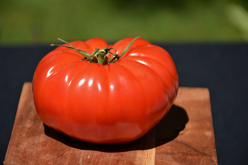 Champion Tomato (Solanum lycopersicum 'Champion') at Superior Garden Center